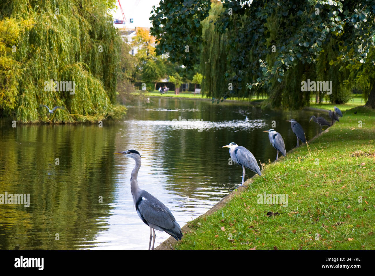 Graureiher von See Regents Park London Vereinigtes Königreich Stockfoto