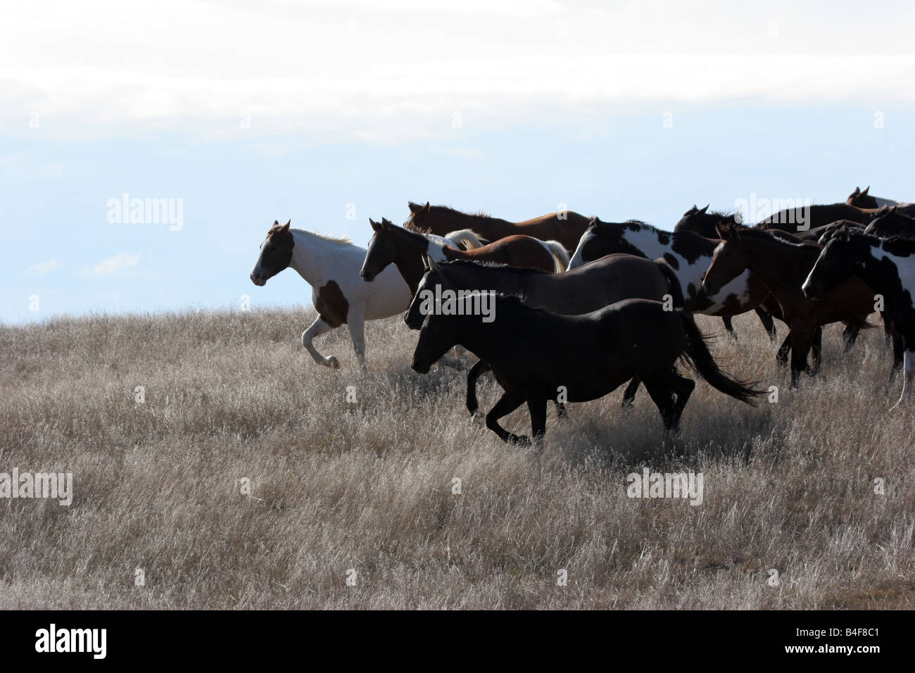 Indian Pony Herde laufen durch die Prärie von South Dakota in einem Indianer-Reservat Stockfoto