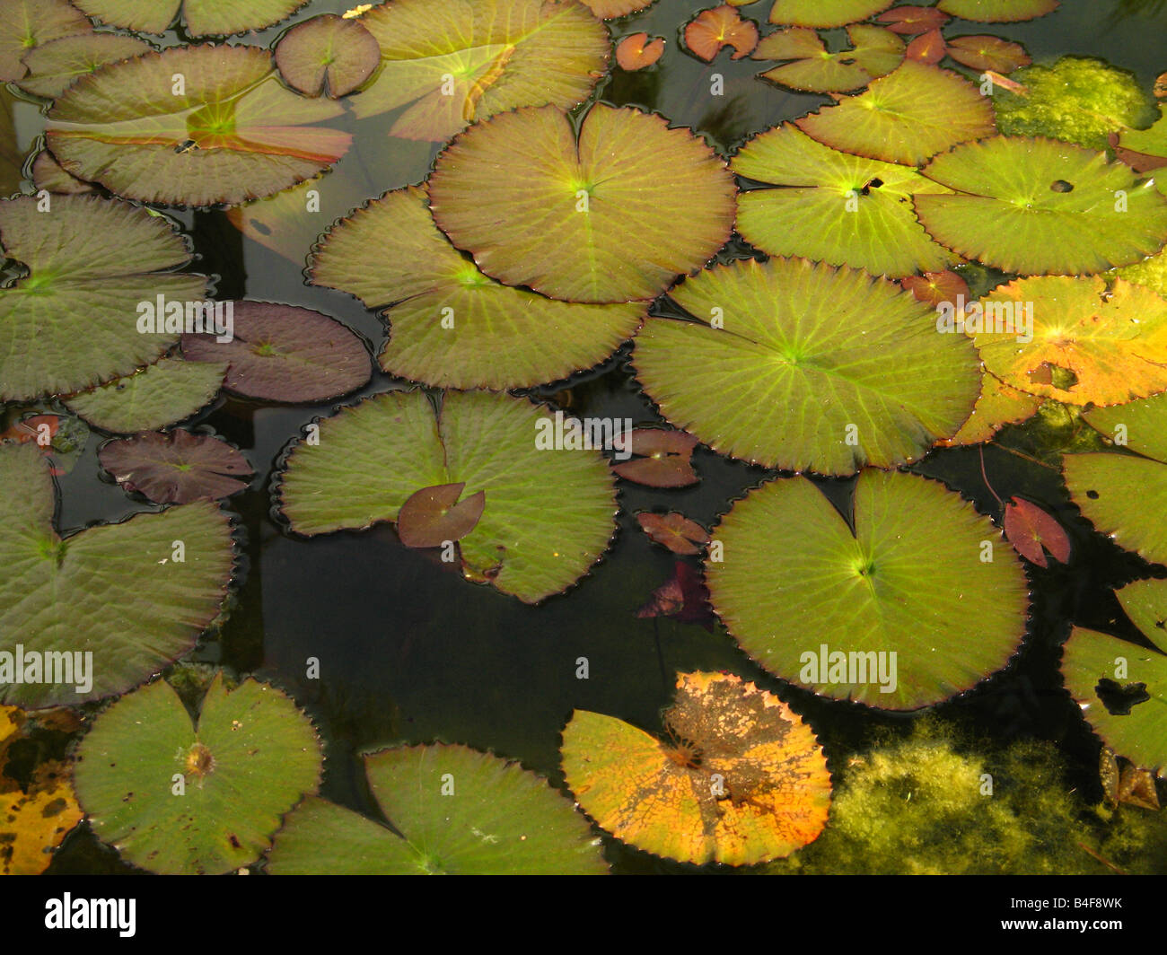 Wasser-Lilien-Blätter und Teich, Botanischer Garten, Venezuela Stockfoto