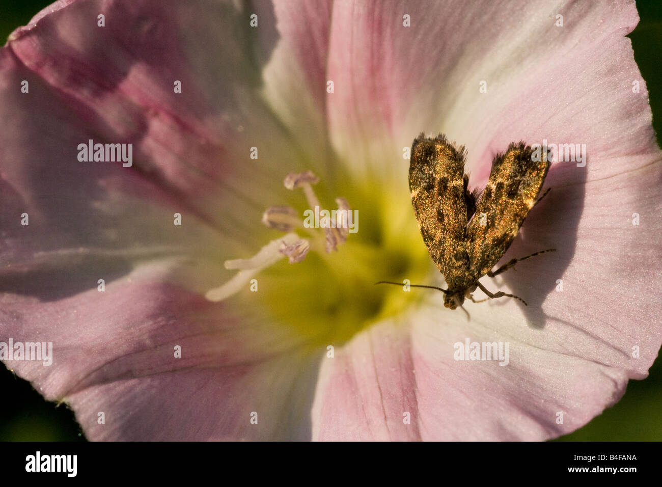 Micromoth auf Convolvulus Stockfoto