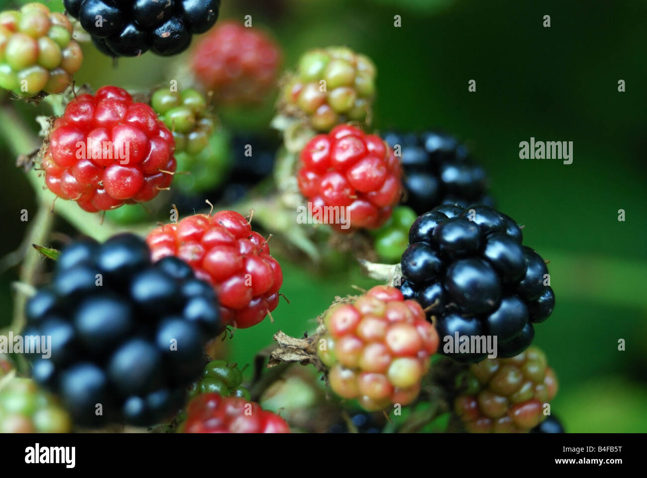 Brombeeren (Rubus SP.) am Rebstock. Stockfoto