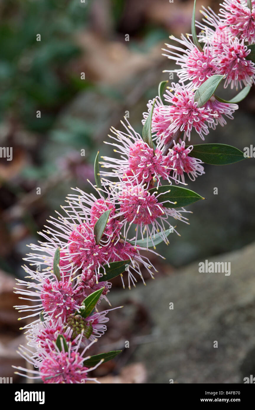 Prostata-Version von Pin Cushion Hakea, einen australischen einheimische  Pflanze, die eine schöne Anzeige im Herbst/Winter zeigt Stockfotografie -  Alamy