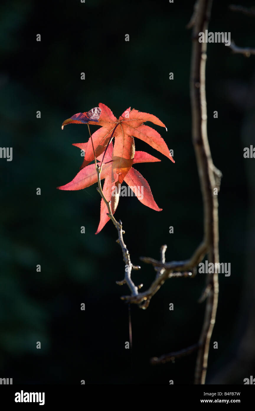 Die letzten Blätter Herbst Farbe vor Winter steigt. Stockfoto