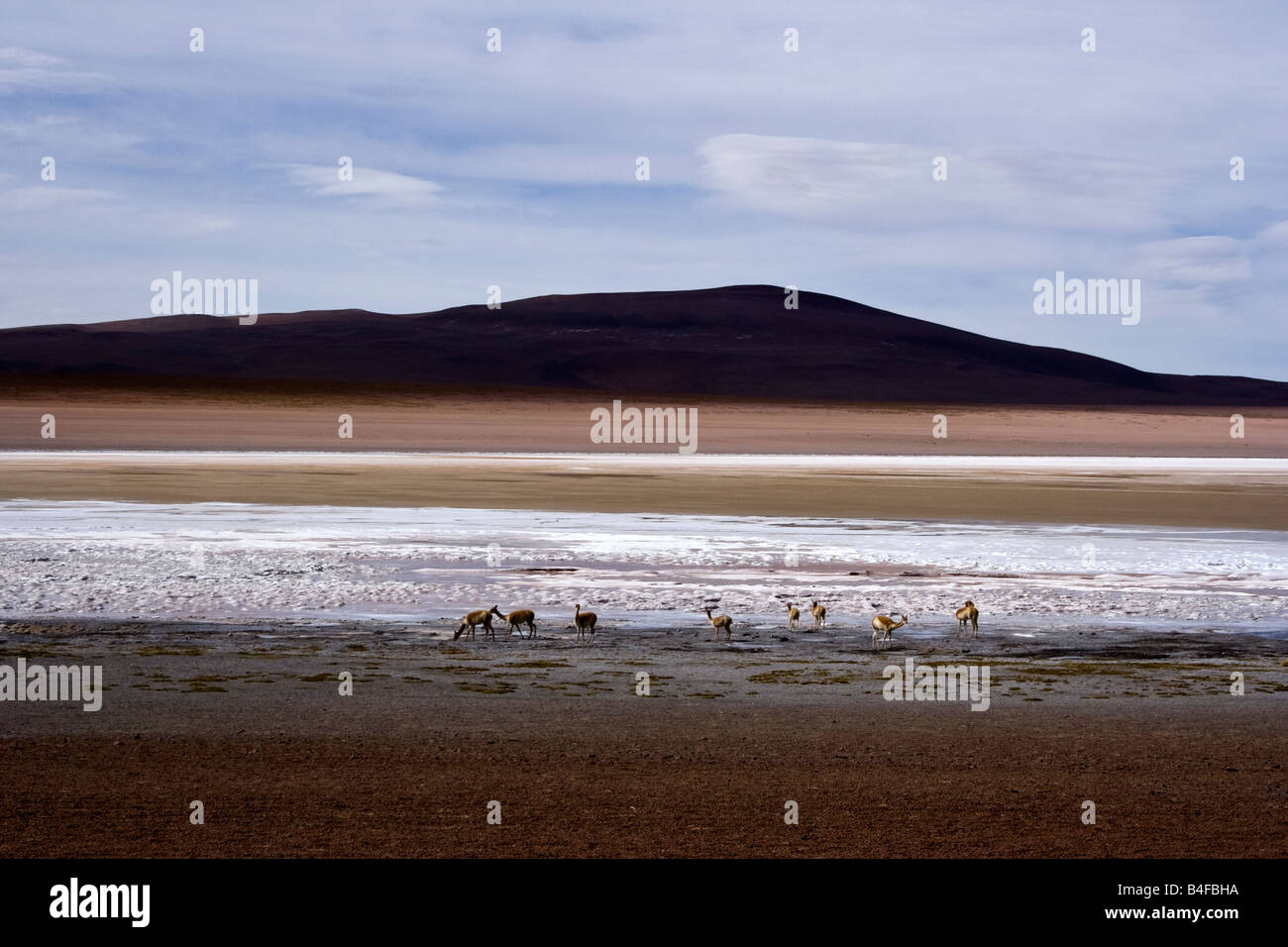 Wilde Vicuña am Laguna Hedionda hoch gelegenen See in den Anden im Südwesten Boliviens Stockfoto