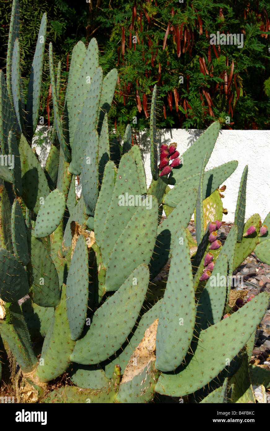 Kuhmilch Zunge Prickly Pear Cactus Opuntia Engelmannii Var linguiformis Stockfoto