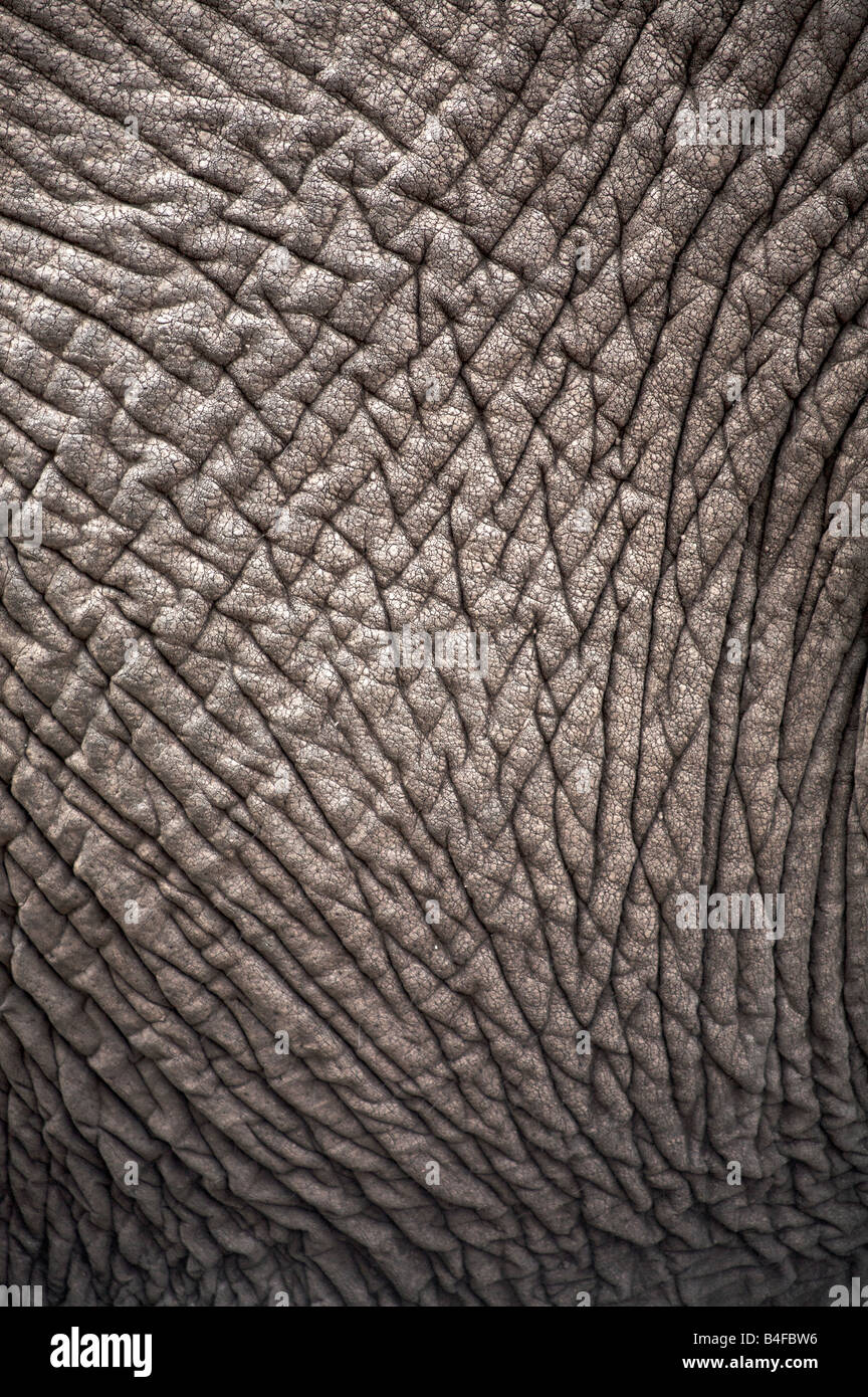 Zusammenfassung der Eplephant Haut Tansania Afrika hautnah Stockfoto