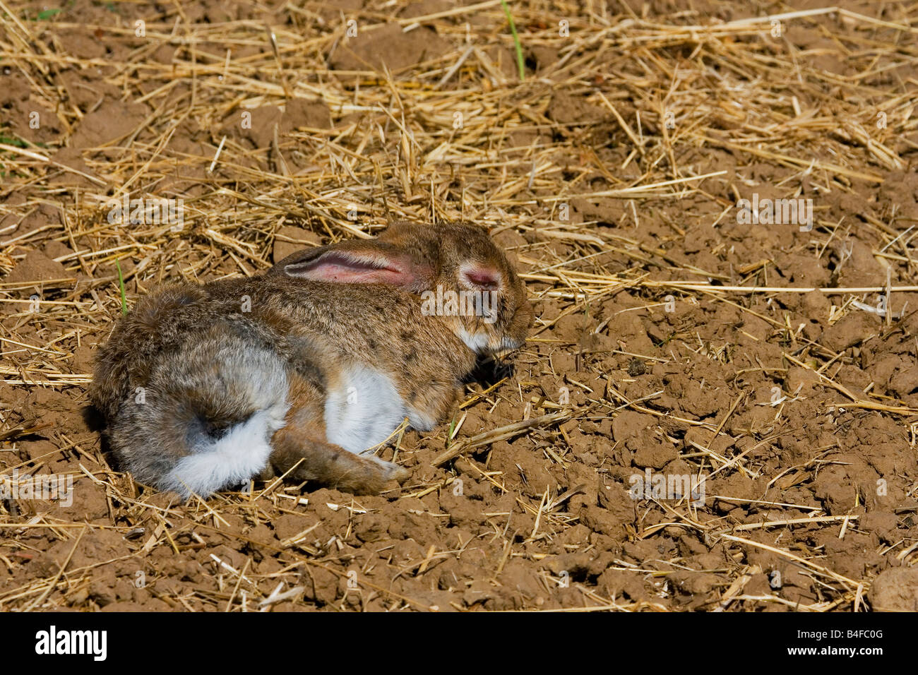 KANINCHEN MIT MYXOMATOSE Stockfoto