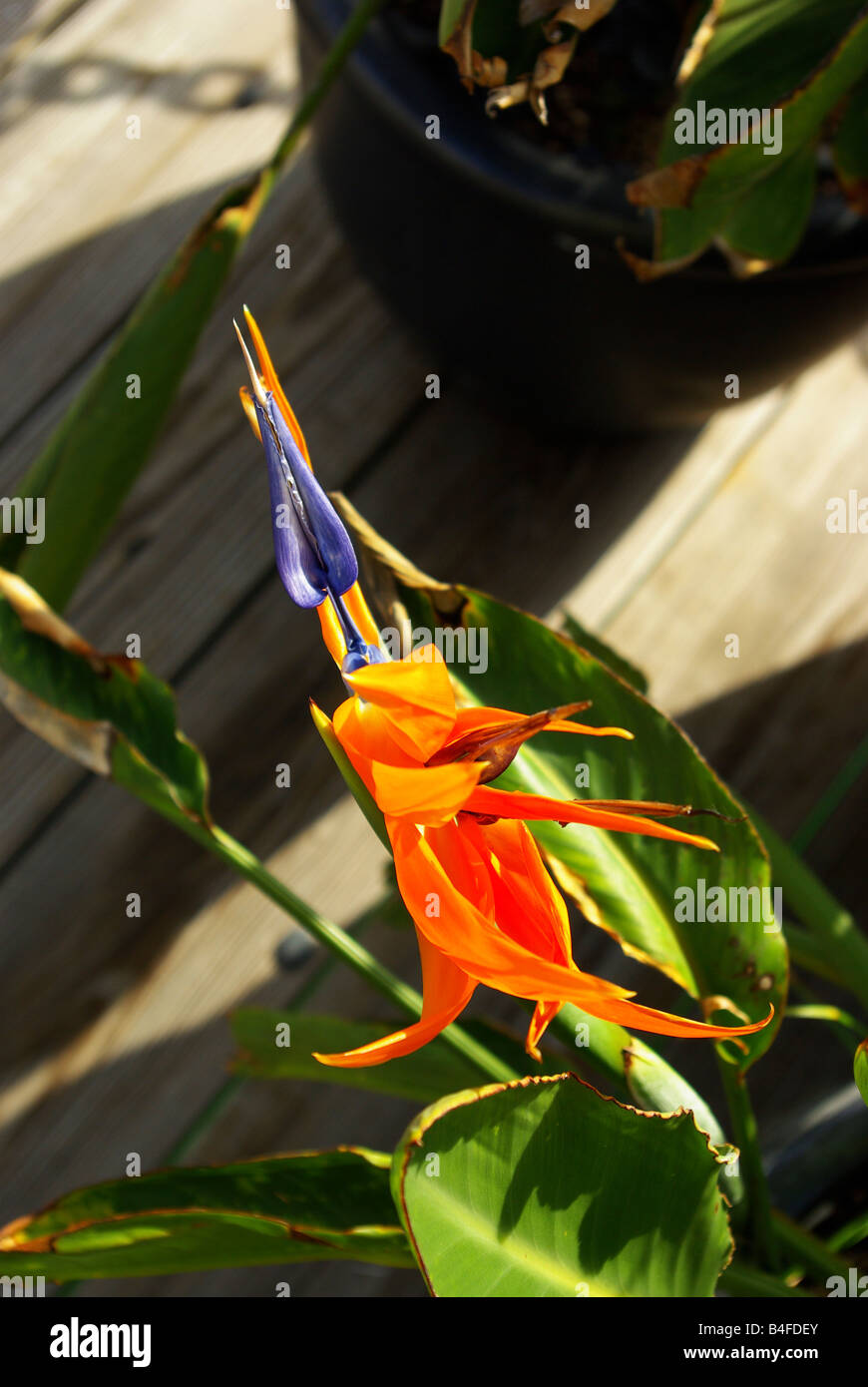 Blume des eine Paradiesvogelblume (Strelitzia Reginae) Stockfoto