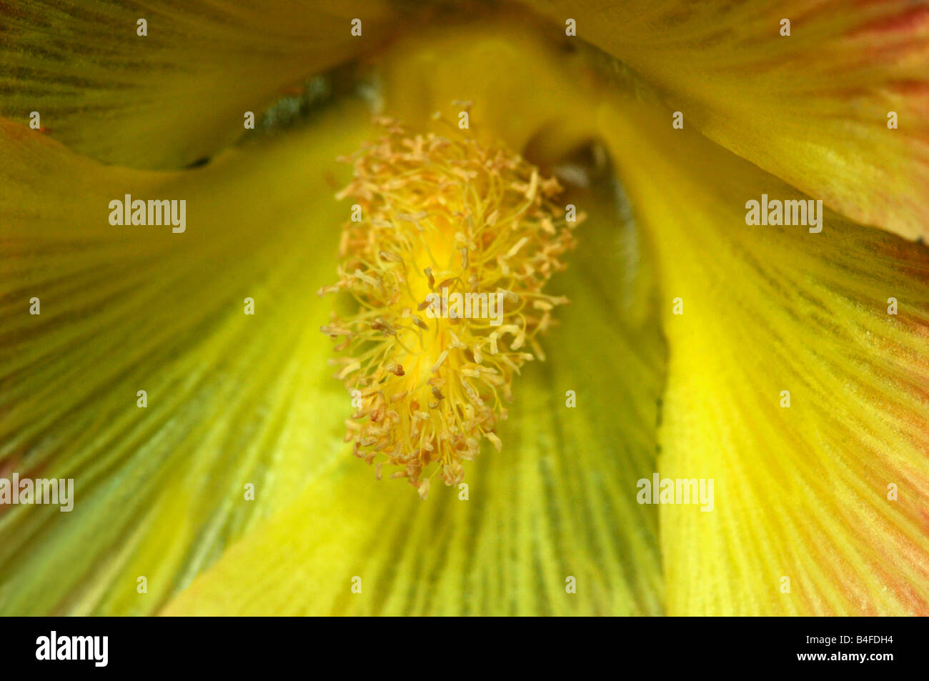 Blick ins Innere einer Blume Stockrose (Althea Rosea). Stockfoto