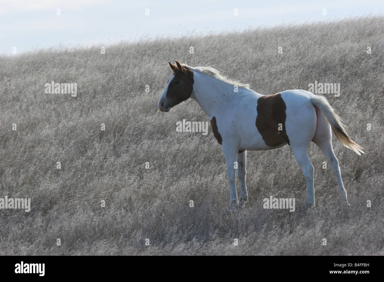 Eine indische Pony in der Prärie von South Dakota Stockfoto