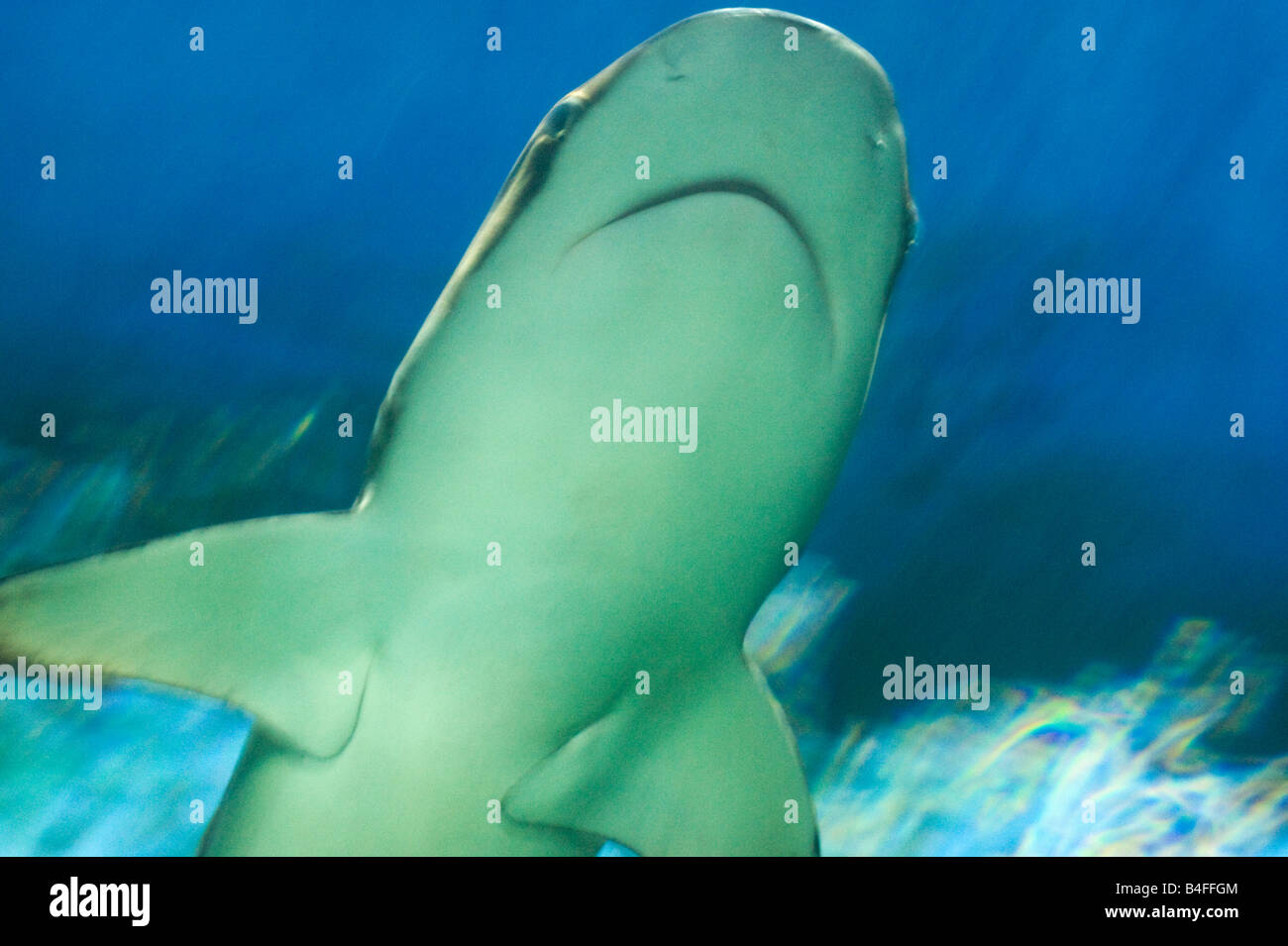 Schwarzspitzen-Riffhai (Carcharhinus Melanopterus) Unterwasser Aquarium Vancouver Kanada Stockfoto