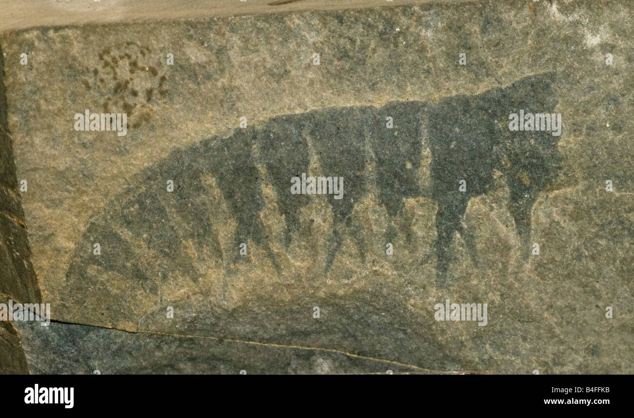 Fossil (Anomalocaris Canadensis) Burgess-Schiefer, präkambrischen Meeresleben, Mt. Stephen, kanadischen Rockies BC Kanada Stockfoto