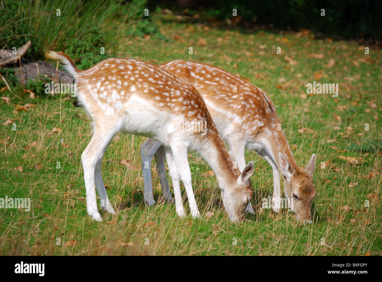 Junger Brachhirsch in Bushy Park, Borough of Richmond upon Thames, Greater London, England, Vereinigtes Königreich Stockfoto