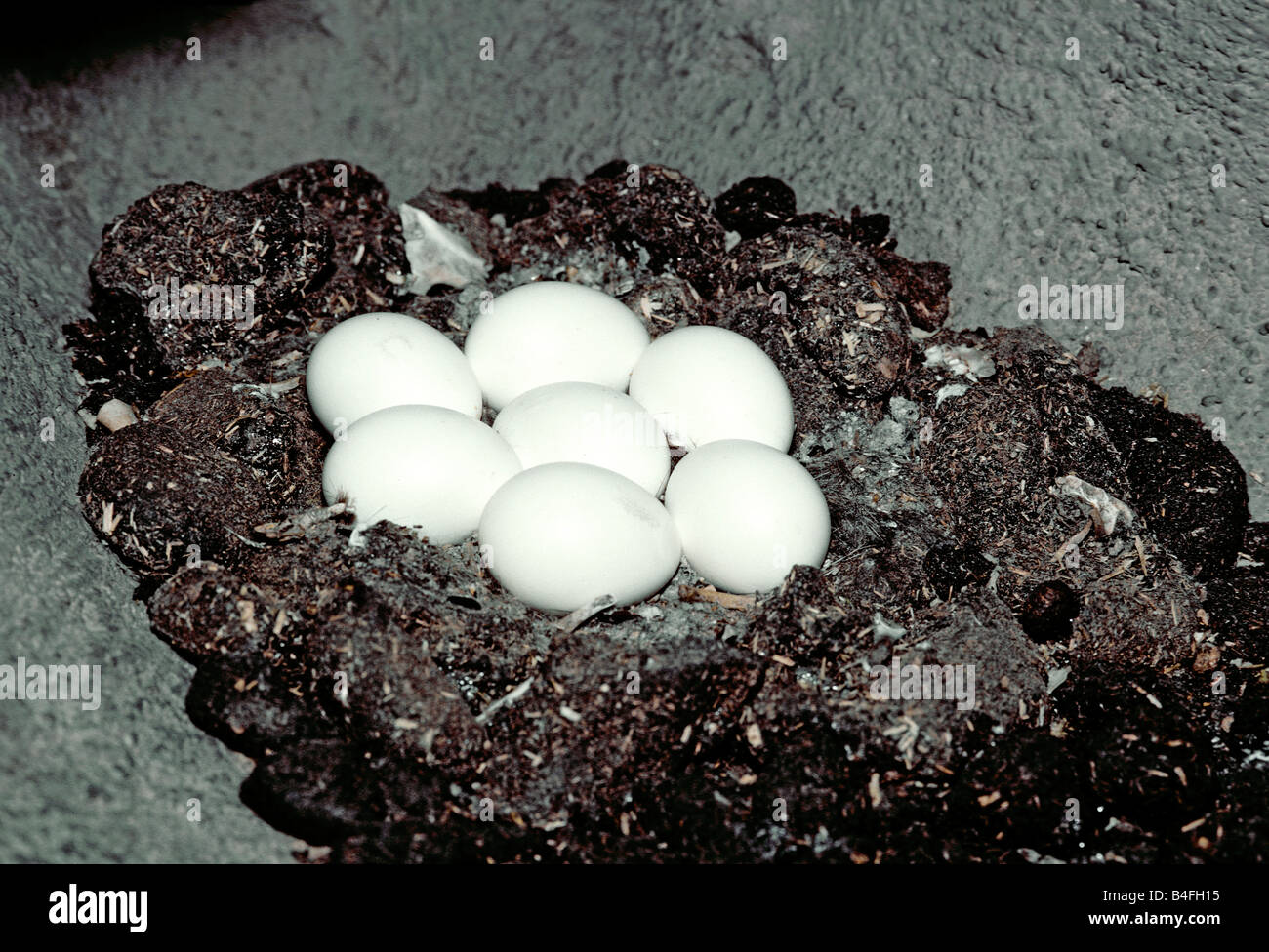 Kanincheneule Nest Eiern in Graben Athene Cunicularia Tucson Arizona USA März verschachteln Eiern leptogrammica Stockfoto