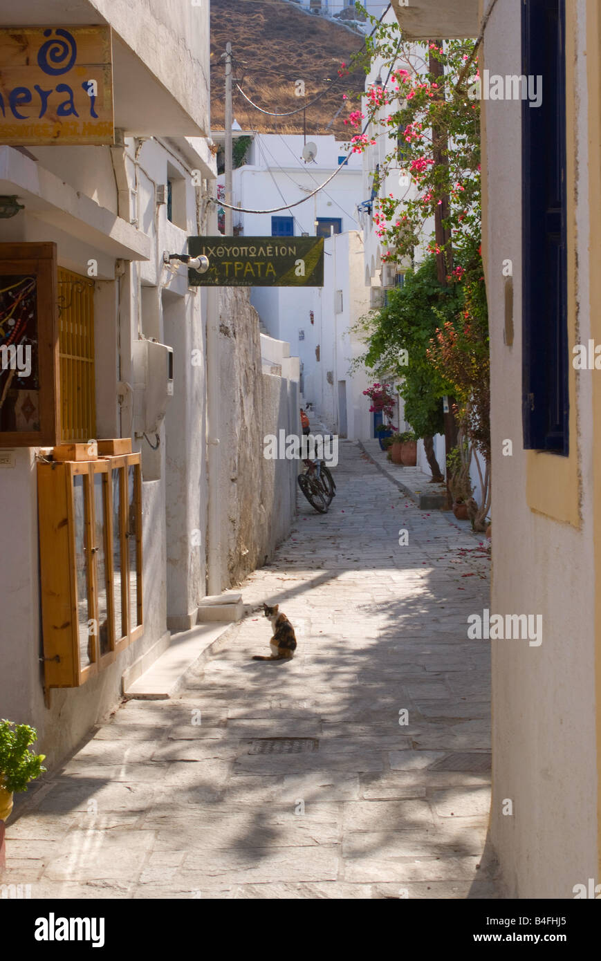 Eine griechische Katze sitzt in Gasse genießen Sonne in Livadi Stadt Insel Serifos Kykladen Ägäis Griechenland Stockfoto