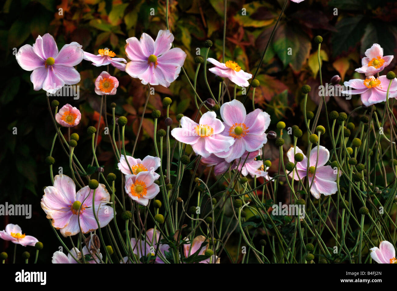 Japanische Anemone Blumen Stockfoto