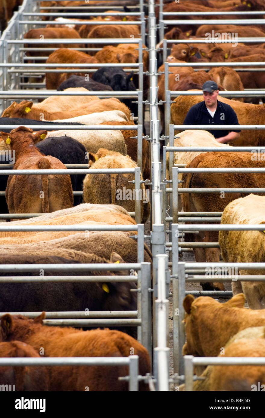 Landwirt in neben Jährlinge, Färsen und Ochsen bei Dingwall Mart, Ross-Shire, Scotland Stockfoto