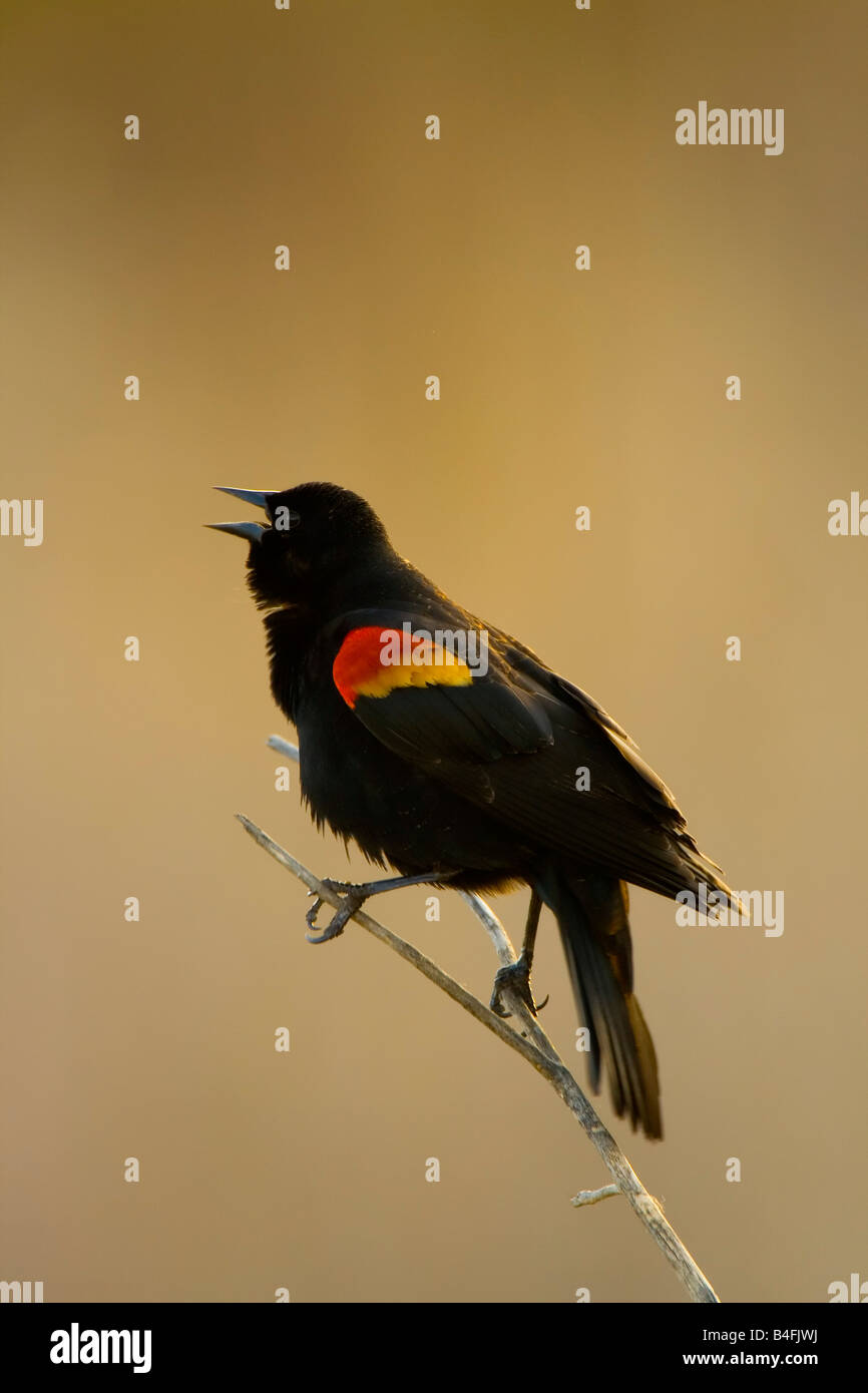 Red-winged schwarzer Vogel Stockfoto