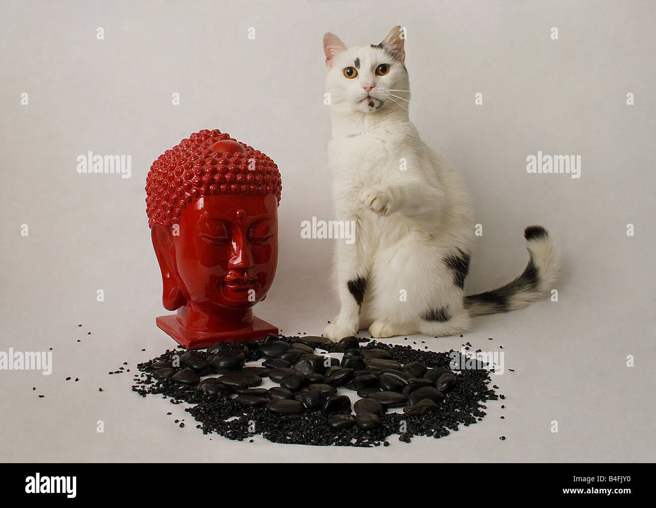 Mohn die Katze posiert mit tibetischen Budda Büste und schwarzen Steinen mit weißem Hintergrund Stockfoto