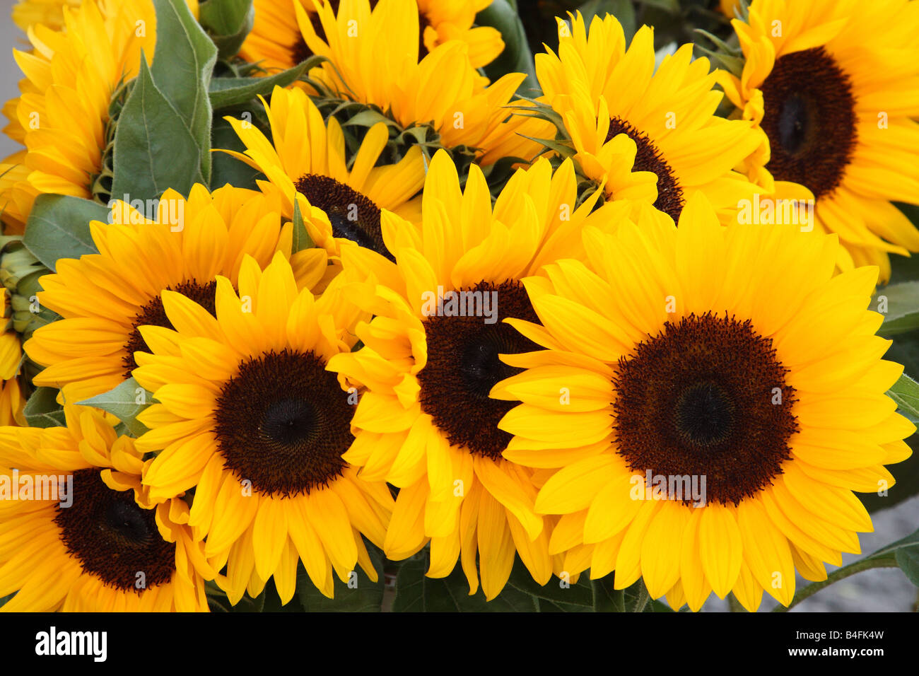 Reihe von blühenden Sonnenblumen Helianthus annuus Stockfoto