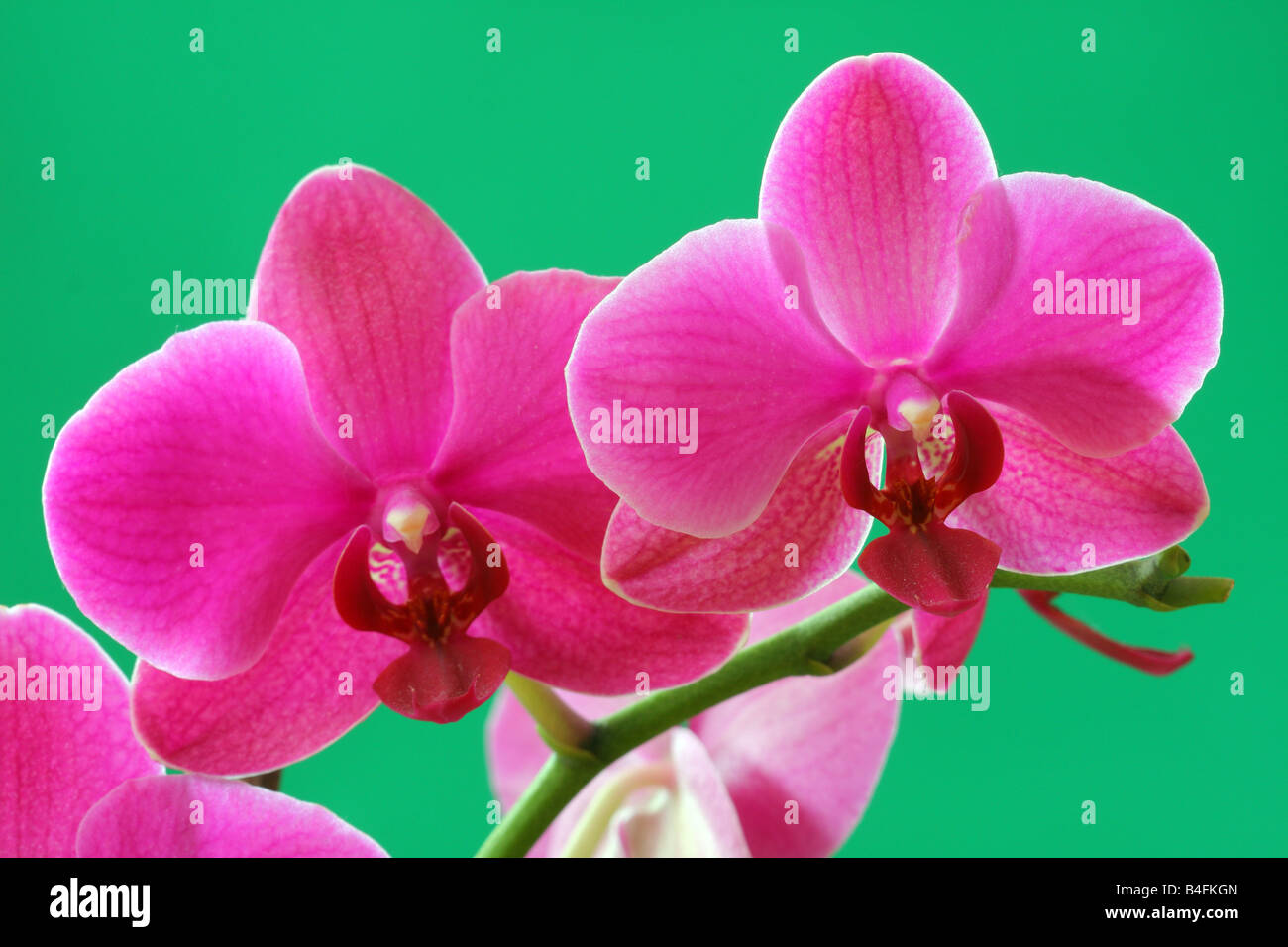 Rosa Orchidee blüht hautnah Phalaenopsis Stockfoto