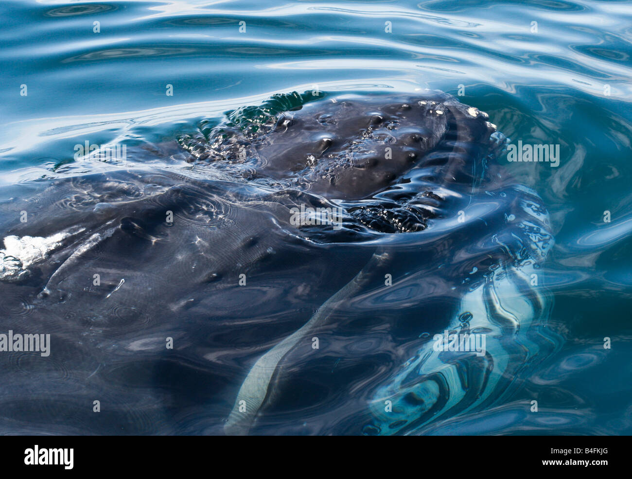 Buckelwal auf Boston Sichtung Wale beobachten Kreuzfahrt Stockfoto