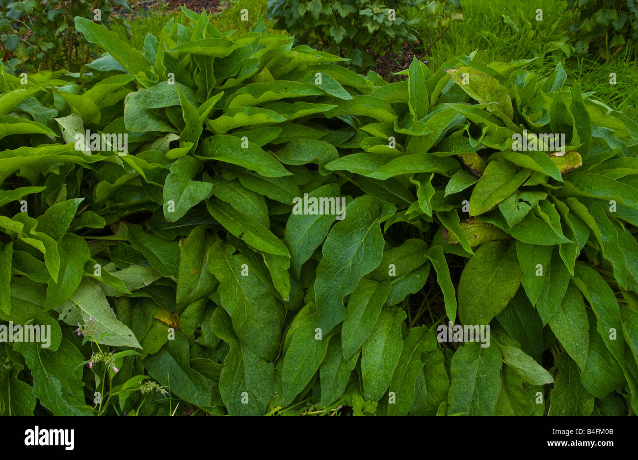 Beinwell wächst auf organische Zuteilung UK kann verwendet als Gründüngung, Mulch oder Kompost hinzugefügt Stockfoto