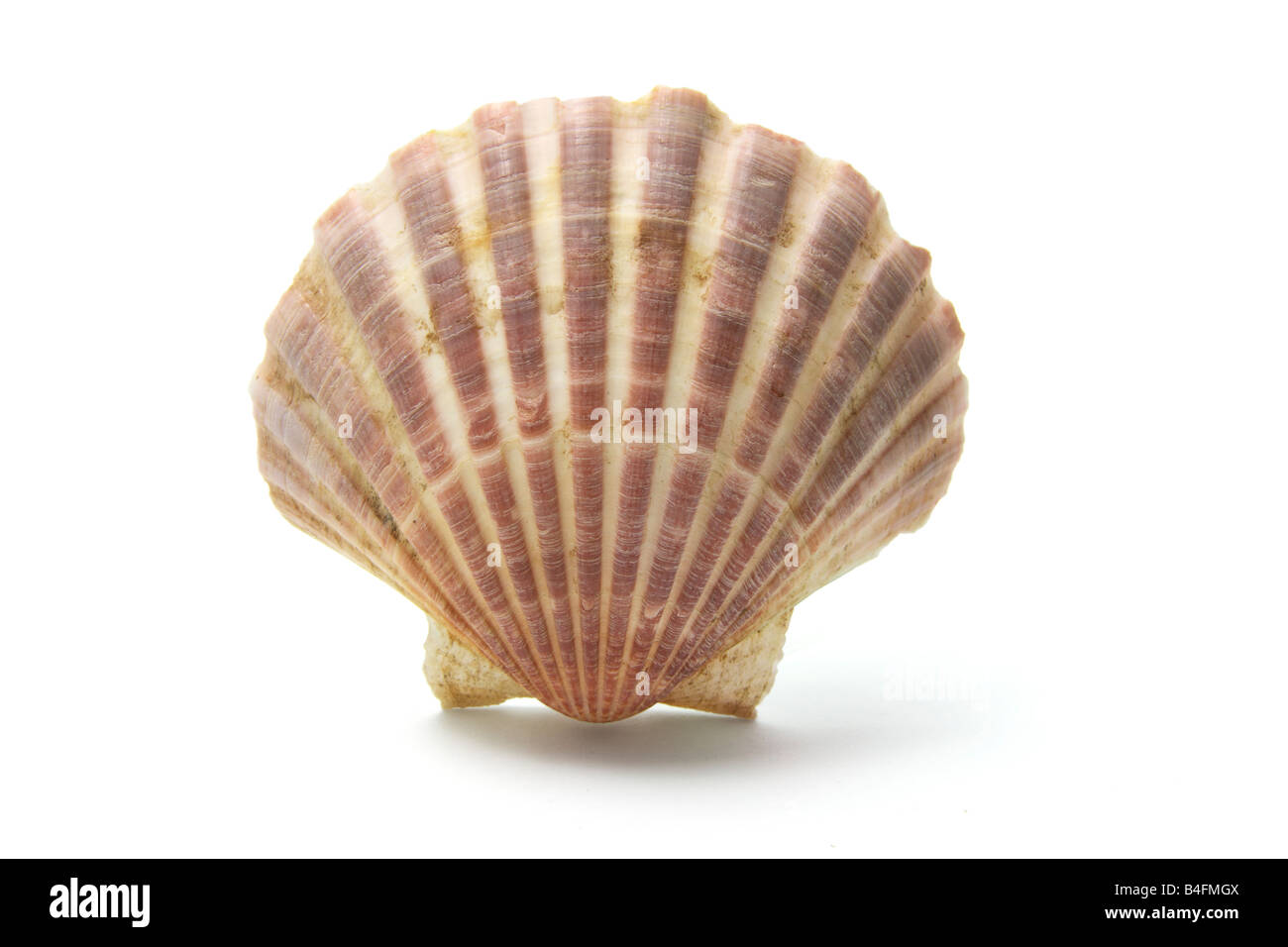 Sea Shell Stockfoto