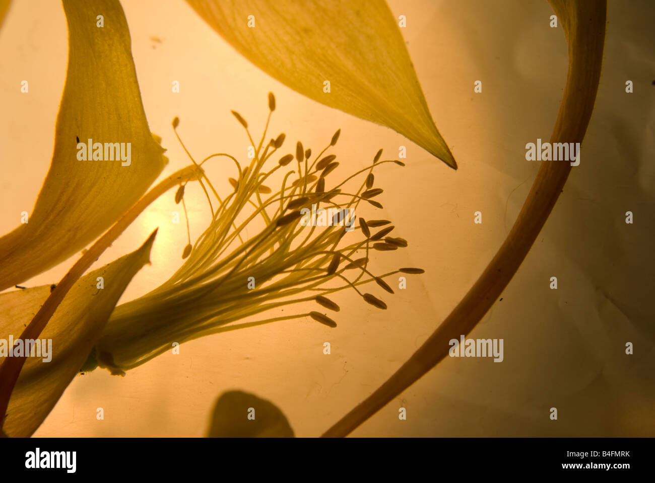 Aufgelöste Staubbeutel Stockfoto