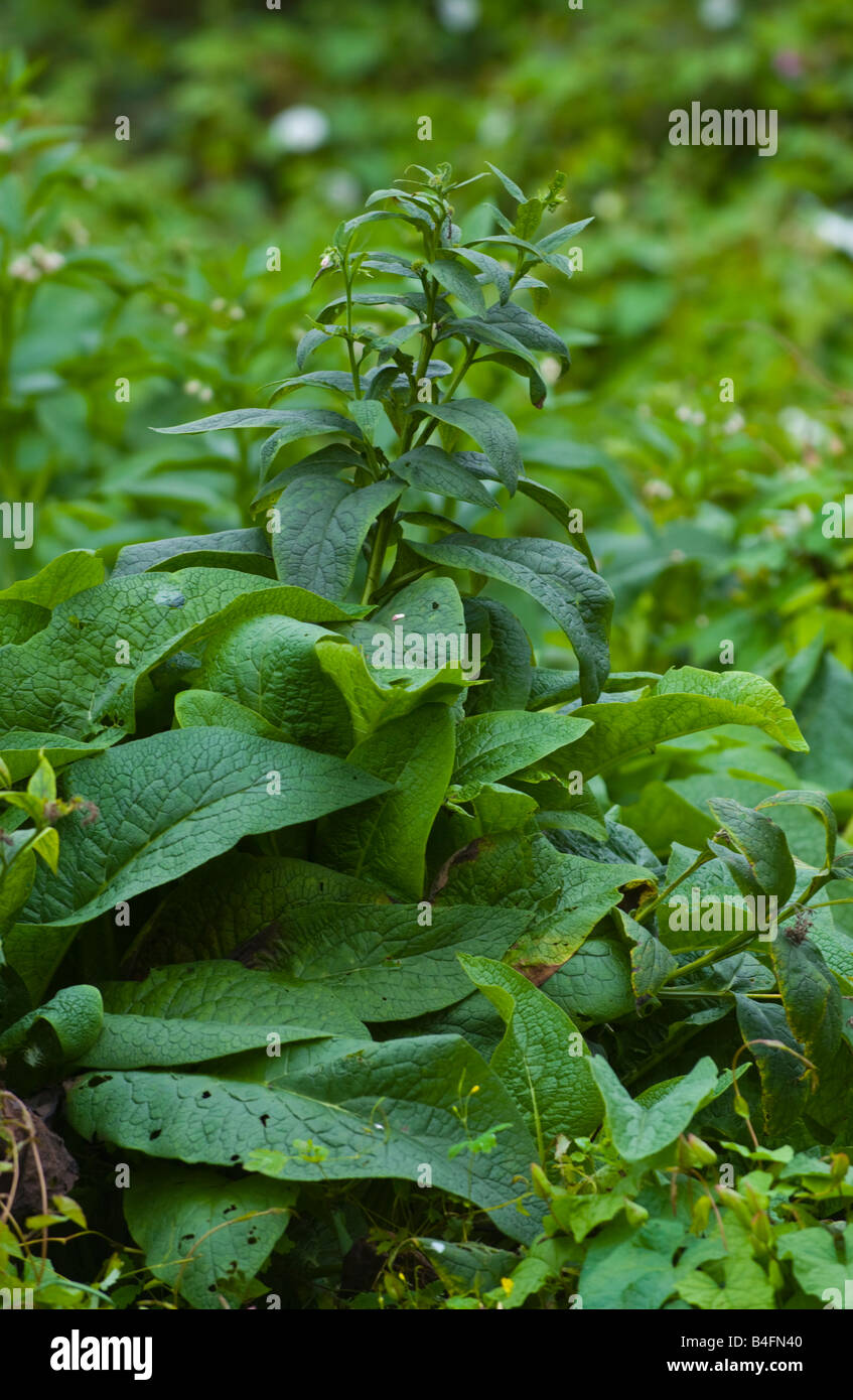 Beinwell wächst auf organische Zuteilung UK kann verwendet als Gründüngung, Mulch oder Kompost hinzugefügt Stockfoto