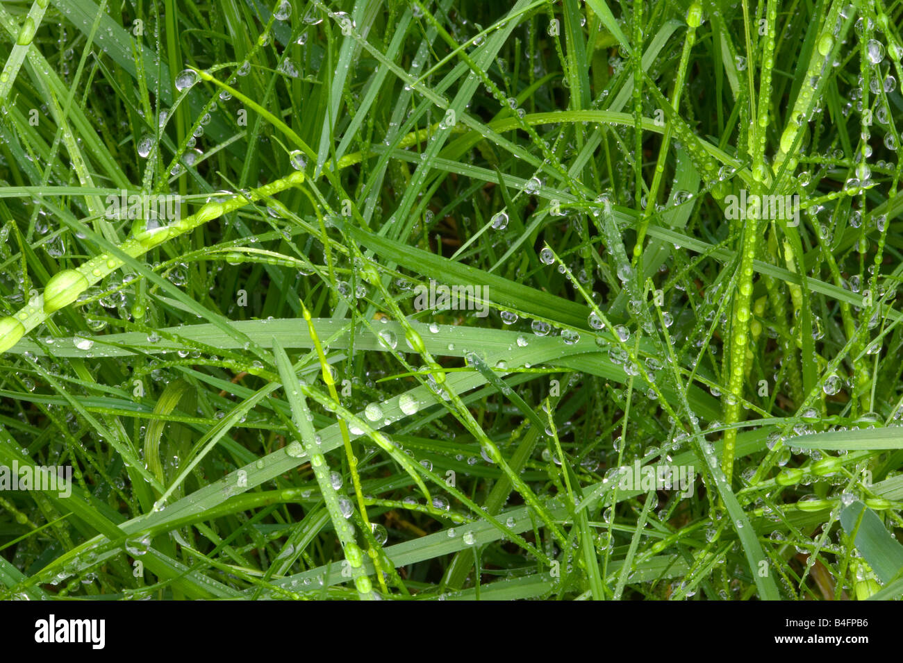 Nahaufnahme von Tröpfchen auf dem nassen grünen Rasen Stockfoto