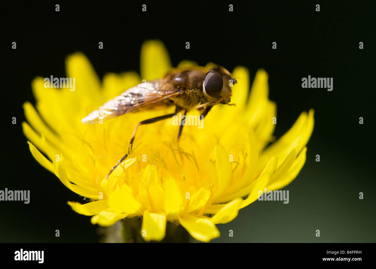 Hoverfly Eristalis Pertinax auf eine Mais Sow-Distel Blume Stockfoto