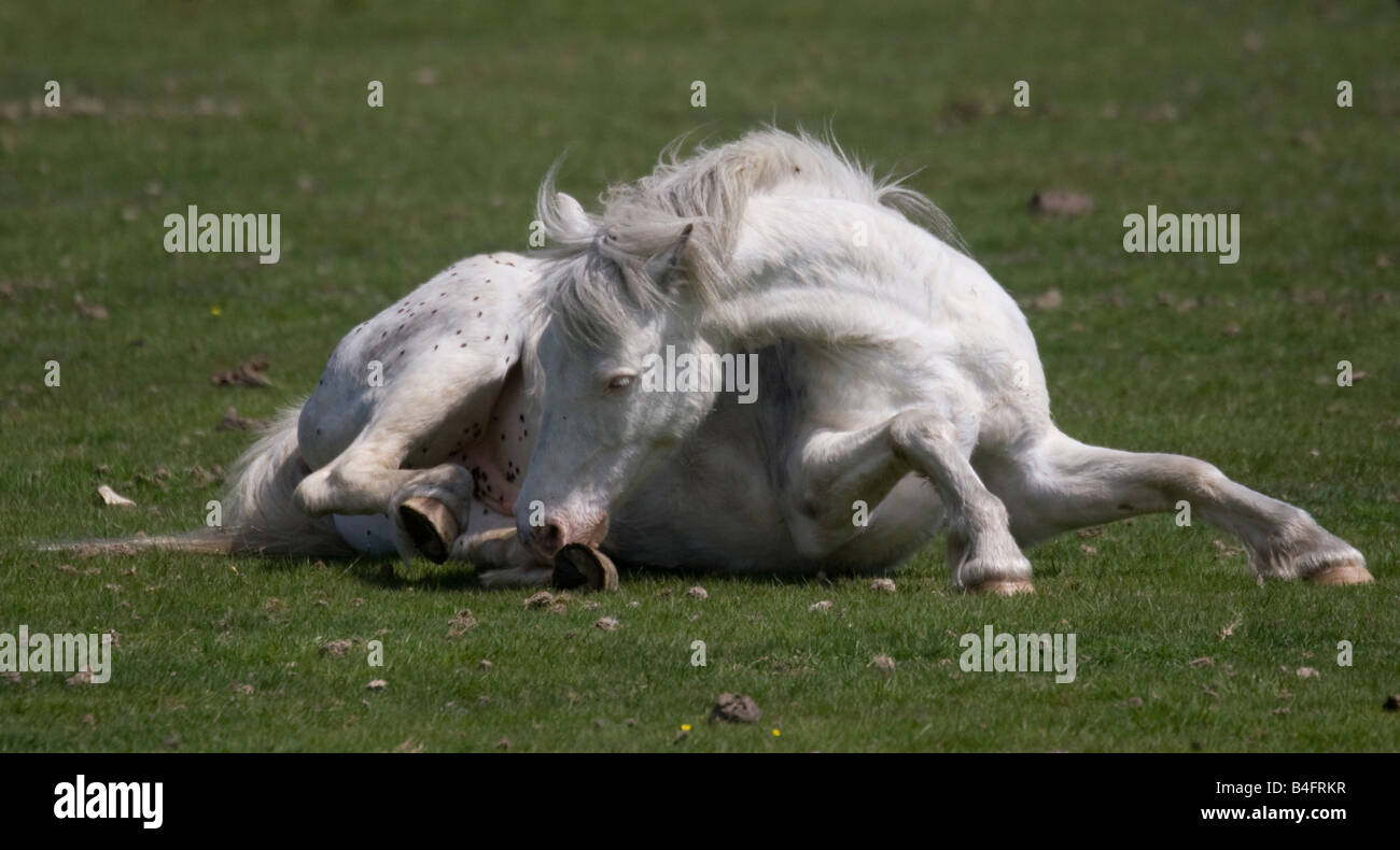 Weißes Pferd liegend auf Boden im Wald Stockfoto