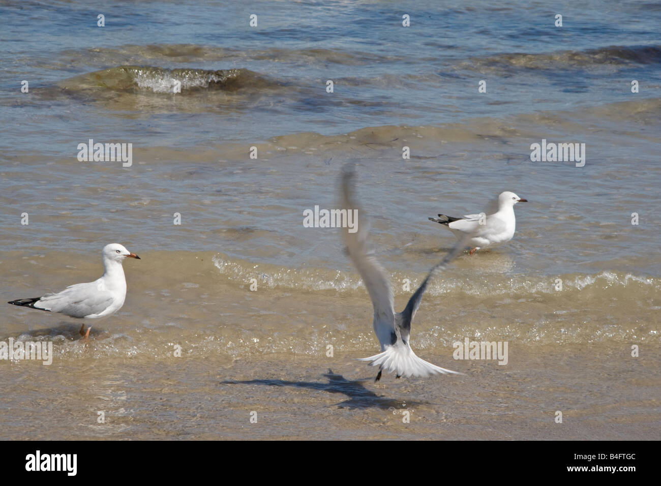 Silberne Möwen Larus novaehollandiae Stockfoto