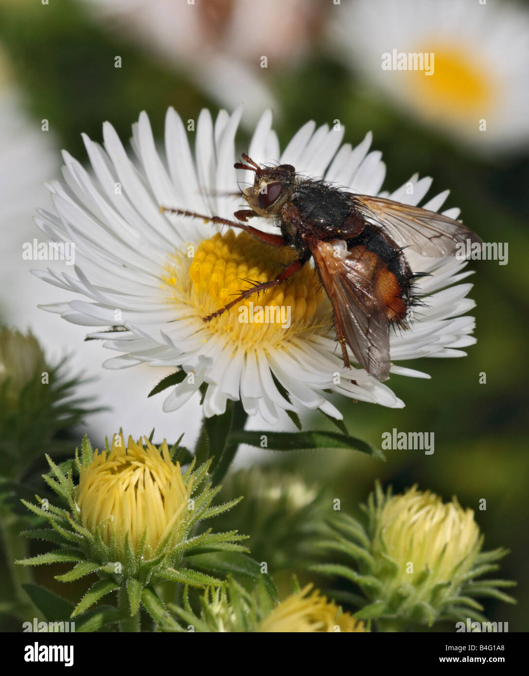 Fliegen Sie (Tachina Fera) sammeln Nektar aus einer weißen Blume Aster Stockfoto