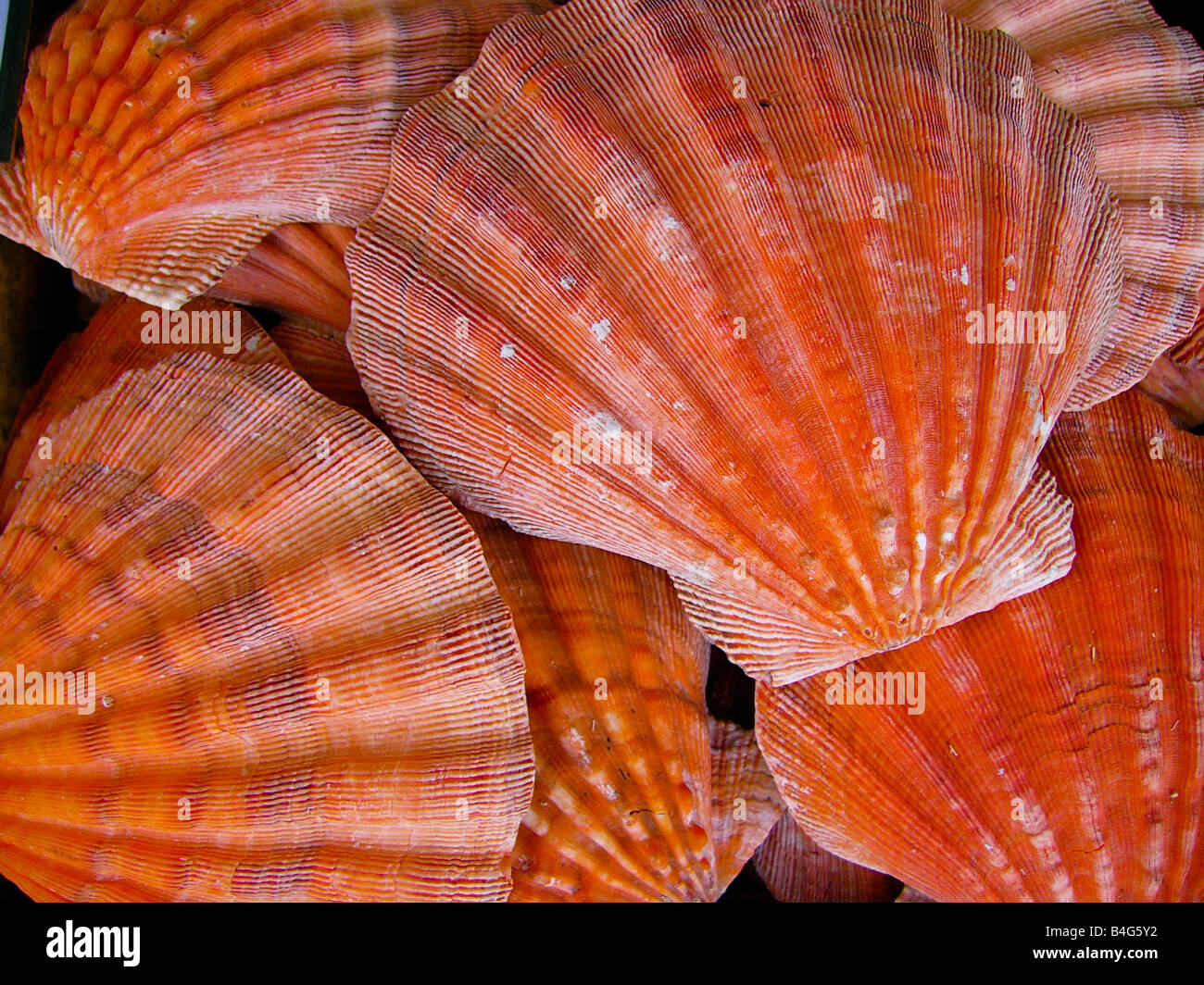 Einen großen Haufen von orange farbigen Muscheln. Stockfoto