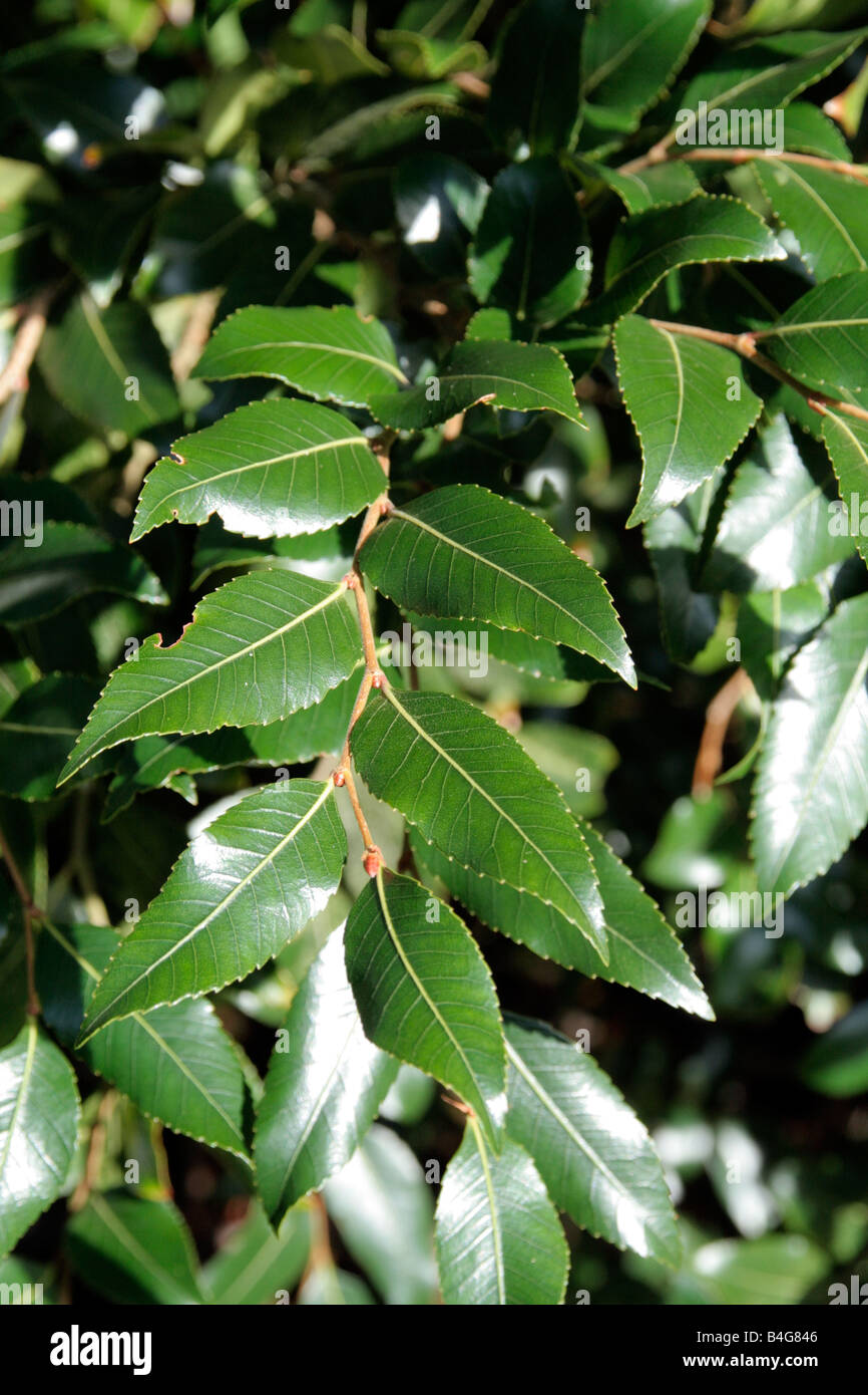 NOTHOFAGUS MOOREI Stockfoto