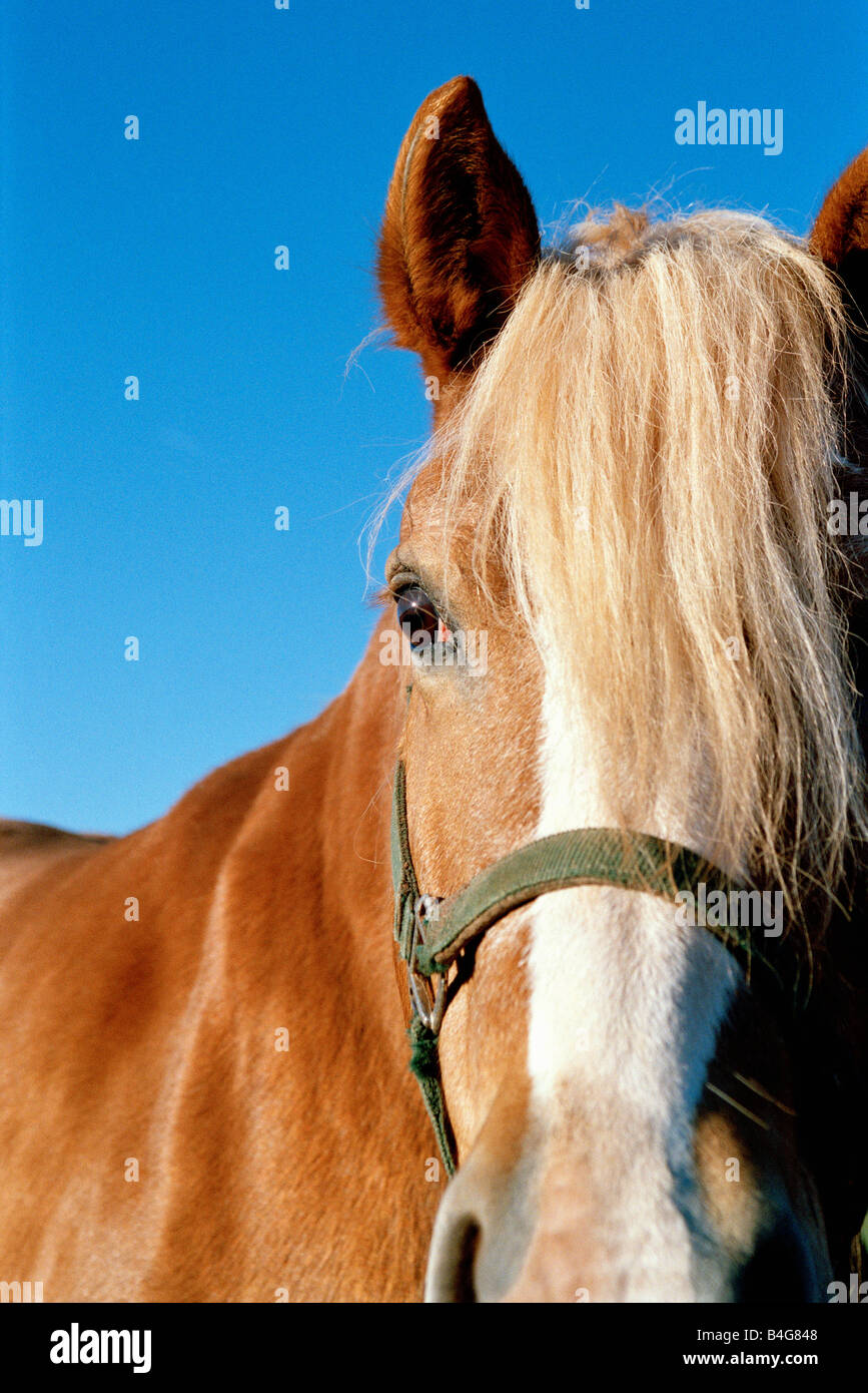 Porträt eines Pferdes Stockfoto