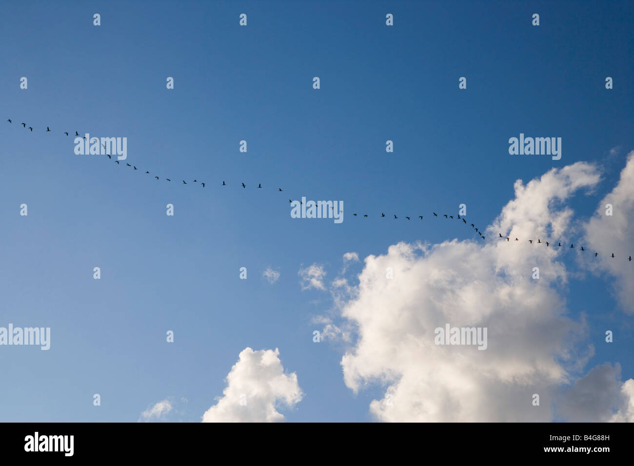 Ein Schwarm Vögel fliegen in einer Linie Stockfoto