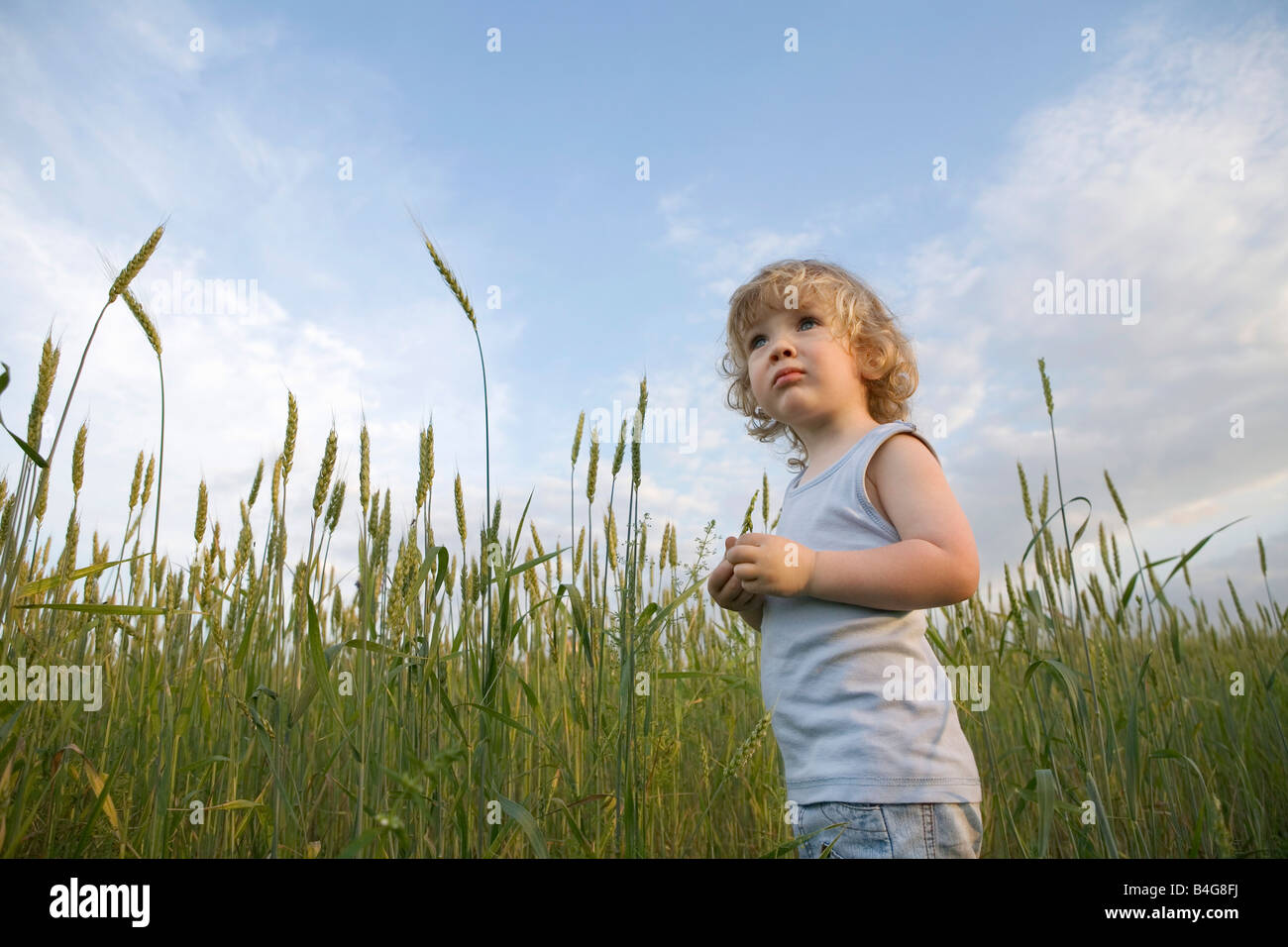 Ein Junge steht in einem Weizenfeld Stockfoto