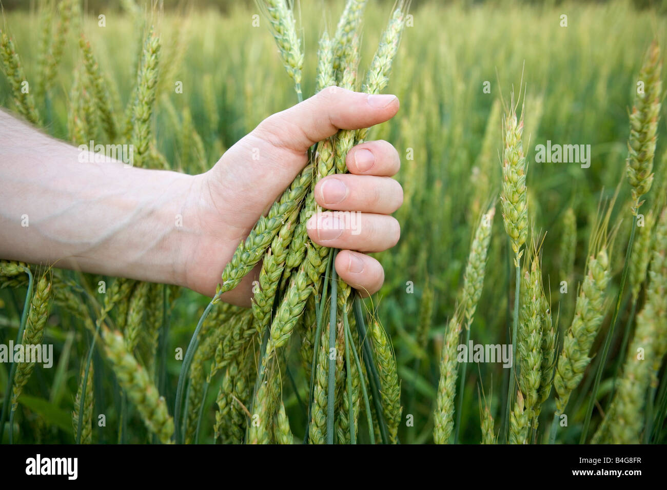 Eine Hand, die Weizen in einem Weizenfeld Stockfoto