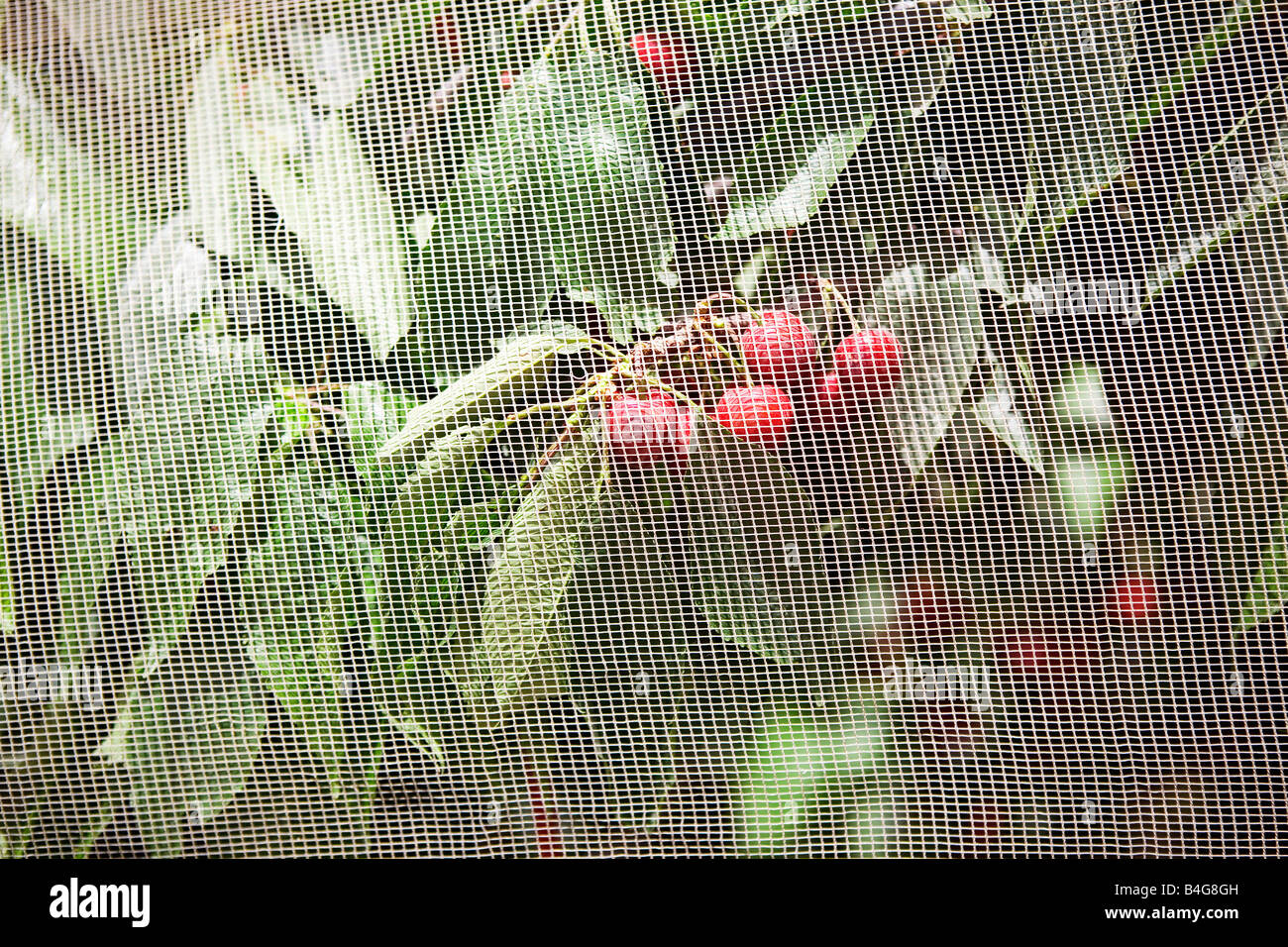Kirschen wachsen an einem Baum hinter netting Stockfoto