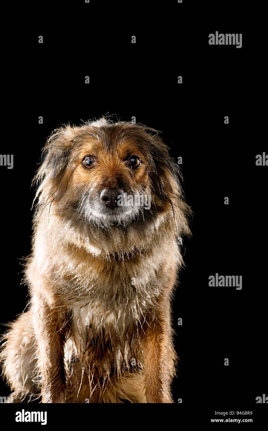 Gemischt-Rasse Schäferhund, portrait Stockfoto