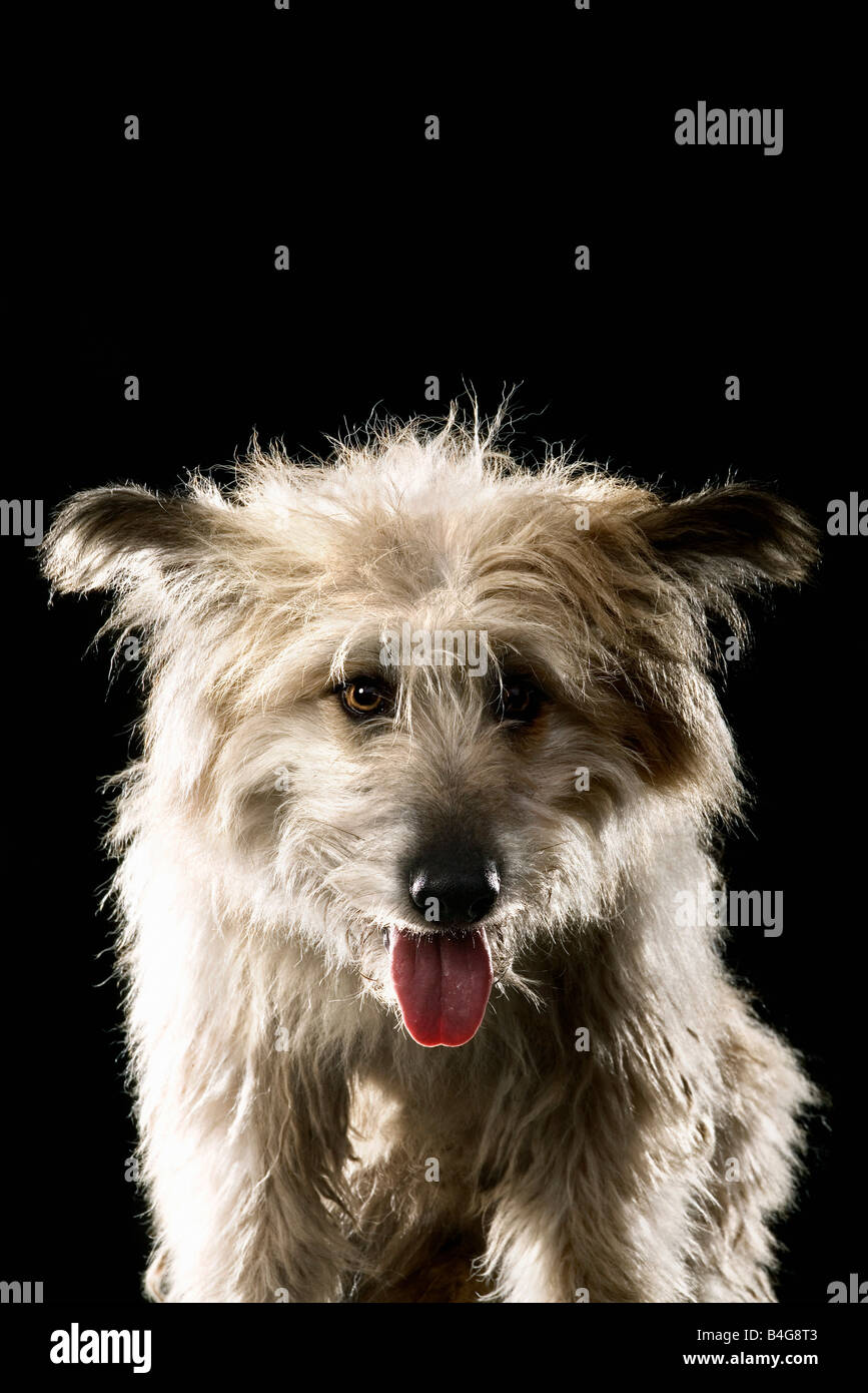 Gemischt-Rasse Schäferhund, portrait Stockfoto