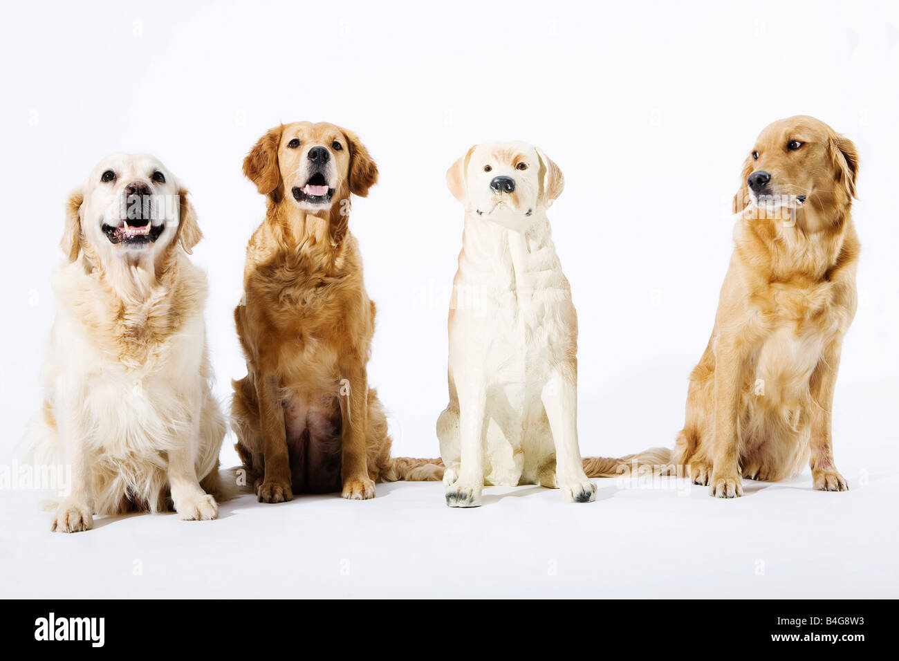 Drei echte Golden Retriever und einem gefälschten Keramik Hund Stockfoto