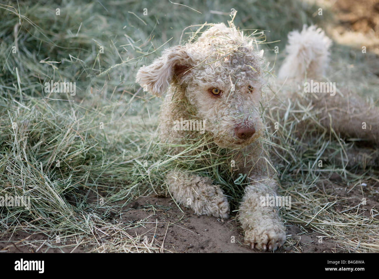 Einen spanischen Wasserhund hinlegen, mit Rasen bedeckt Stockfoto