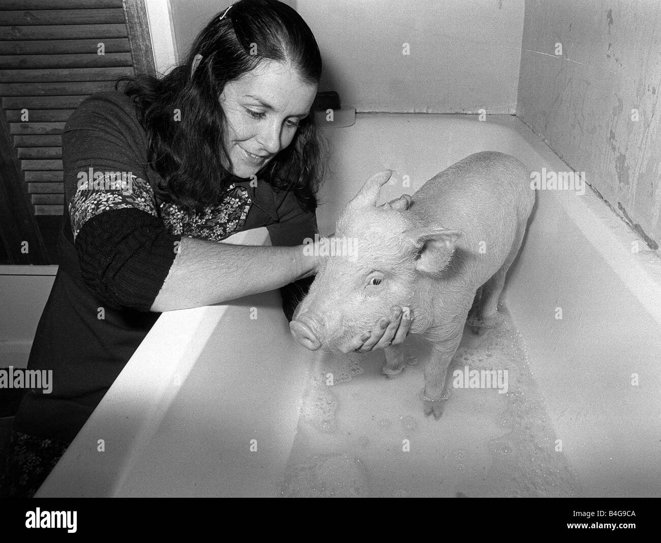 Das Schwein namens Oinkers wird ein Peeling in der Badewanne von der Dame, die seine Speck Januar 1978 gerettet Stockfoto
