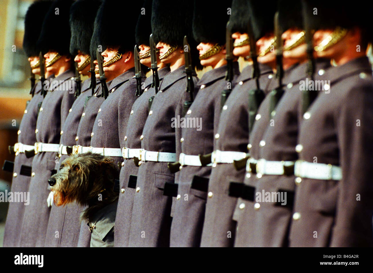 Irischer Wolfshund März 1994 irischen Regiement Wachen Malachy Stockfoto