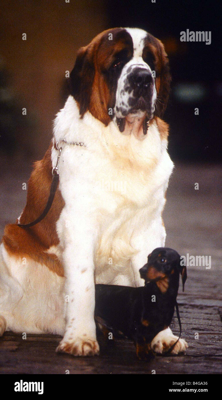 Dackel und St Bernard Januar 1995 Stockfoto