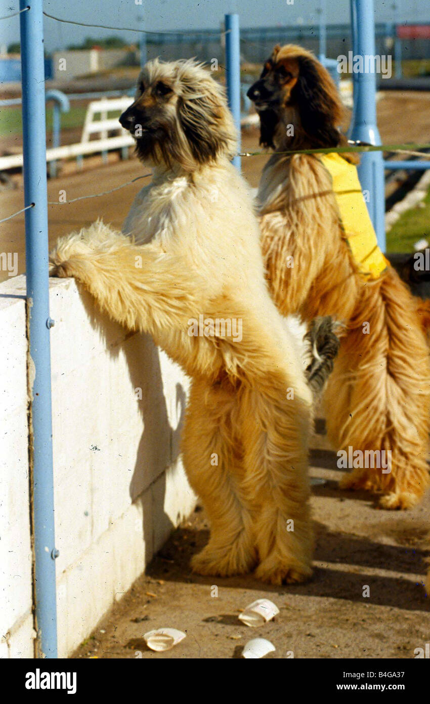 Afgan Hound Dogs Oktober 1991 stehend auf ihren Hinterbeinen auf ein Hunderennen verfolgen Afgan Hound Racing Stockfoto